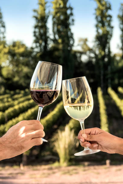 Toasting with red and white wine in front of the vineyards.