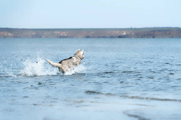 un mâle husky sibérien mature court dans l’eau. le chien a la fourrure grise et blanche et tient la queue haute. l’eau bleue de l’estuaire l’entoure. côte à l’arrière-plan; le ciel est clair. - pets water lake sky photos et images de collection