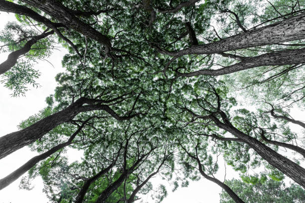 istock Classic view of coniferous and deciduous forest 1270358542