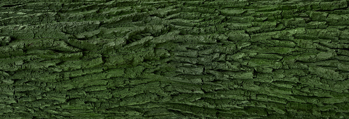 banner of tree bark with green moss and lichen
