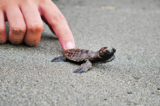 istock The Baby Turtles 1270359639