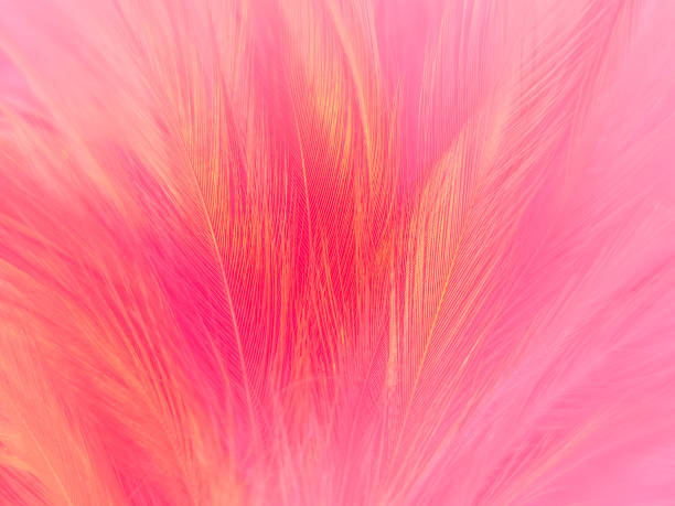 istock Beautiful abstract gray and pink feathers on white background,  white feather frame texture on pink pattern and pink background, feather, pink banners 1270360284