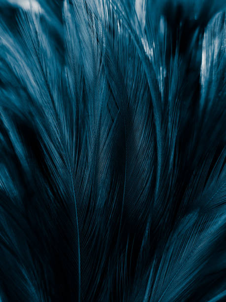 istock Beautiful abstract pastel blue feathers on dark background, black feather frame texture on blue background, dark feather, black banners 1270360294