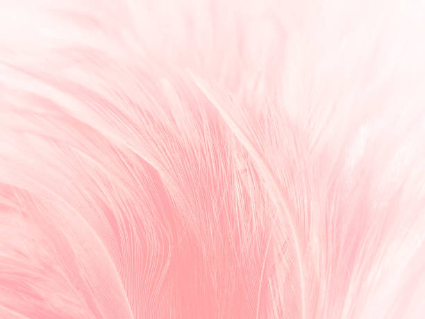 istock Beautiful abstract gray and pink feathers on white background,  white feather frame texture on pink pattern and pink background, feather, pink banners 1270360335