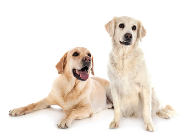 istock labrador retriever and golden retriever 1270361433