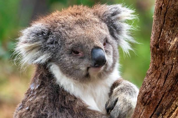istock Portrait of a koala 1270361455