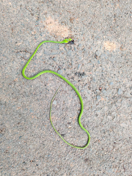 istock Dead Ahaetulla prasina or green snake 1270363190