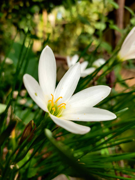 istock white Zephyranthes candida or autumn zephyr lily flower 1270363214