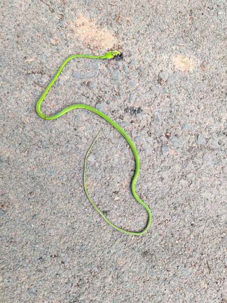 istock Dead Ahaetulla prasina or green snake 1270363259