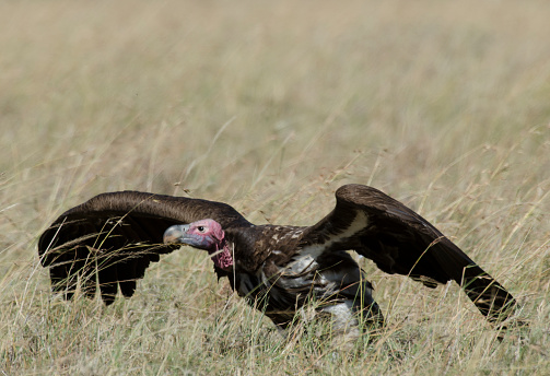 Lapped Faced Vulture in dry savannah