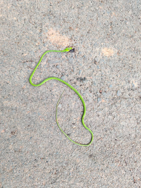 istock Dead Ahaetulla prasina or green snake 1270364393