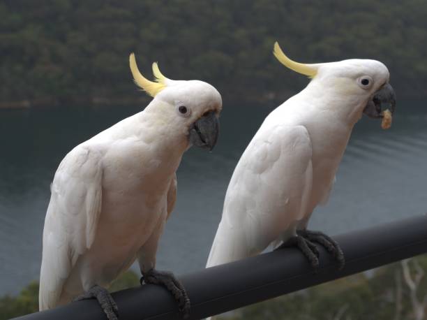 istock Two Aussie Cockatoos on the balcony 1270365445