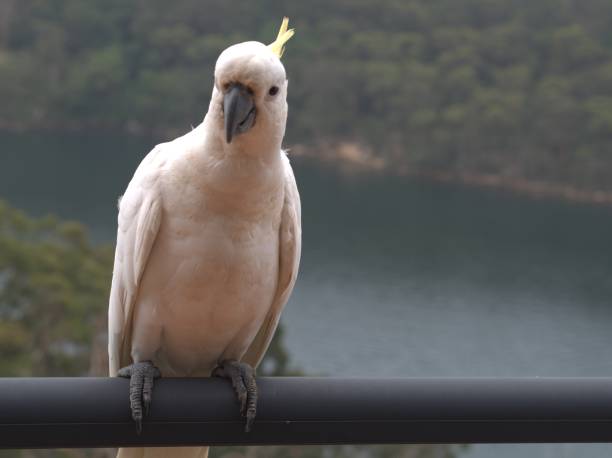 istock Aussie Cockatoo on the balcony 1270365448