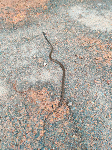 istock Small brown poisonous viper snake on the road 1270366363
