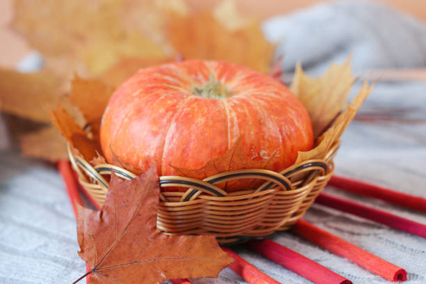 istock A ripe orange pumpkin on a knitted light blanket, decorated with autumn maple leaves and colorful sticks . Autumn still life with a pumpkin 1270366459