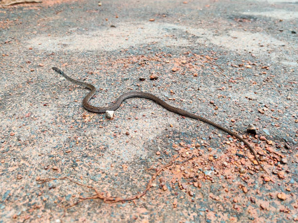 istock Small brown poisonous viper snake on the road 1270366638