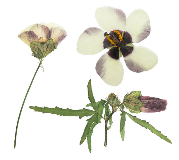 istock Pressed and dried flower hibiscus isolated on white background. For use in scrapbooking, floristry or herbarium. 1270367251