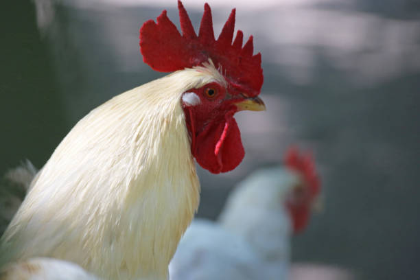 istock Close up of a beautiful white rooster 1270367408