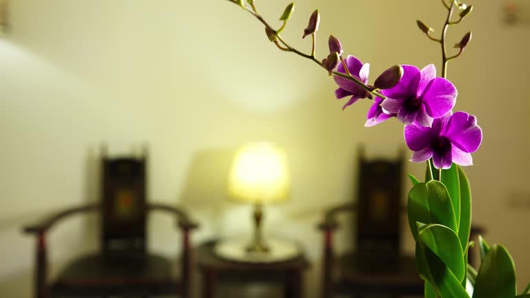 Living room with antique chair and orchid plant as foreground