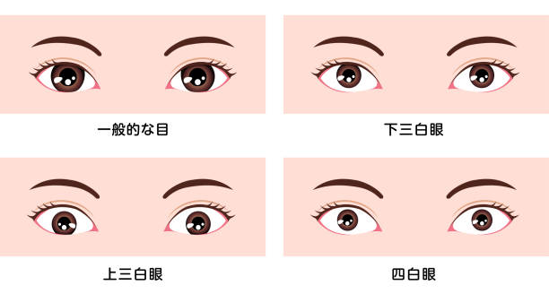 berbagai bentuk mata (ukuran dan posisi bola mata yang berbeda) ilustrasi vektor ( klasifikasi di asia ) - big size woman asian ilustrasi stok