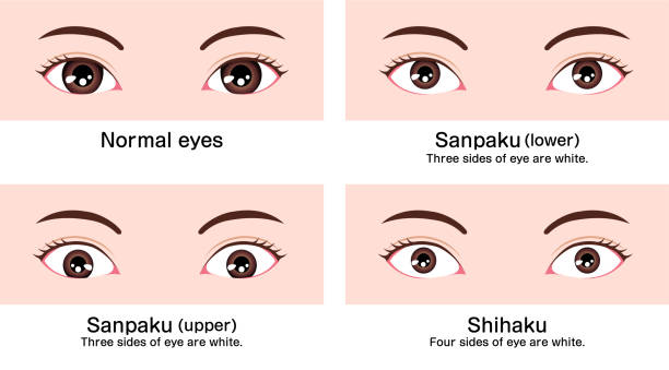 berbagai bentuk mata (ukuran dan posisi bola mata yang berbeda) ilustrasi vektor ( klasifikasi di asia ) - big size woman asian ilustrasi stok