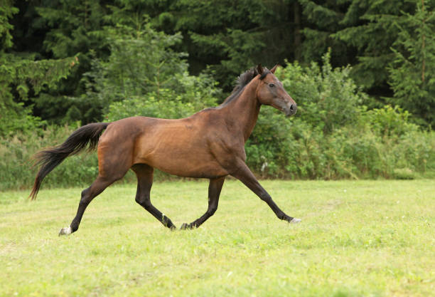 istock Amazing brown horse running alone 1270370909
