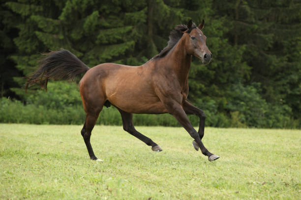 istock Amazing brown horse running alone 1270370924