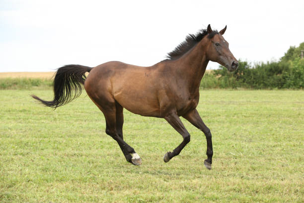 istock Amazing brown horse running alone 1270371002