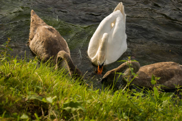 istock Three swans eating in the water 1270371095