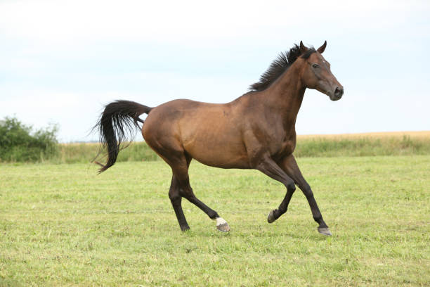 istock Amazing brown horse running alone 1270371125
