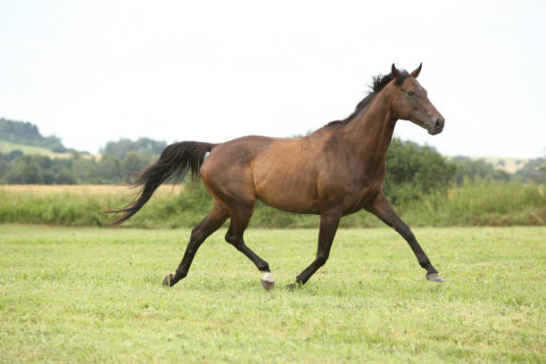 istock Amazing brown horse running alone 1270371130