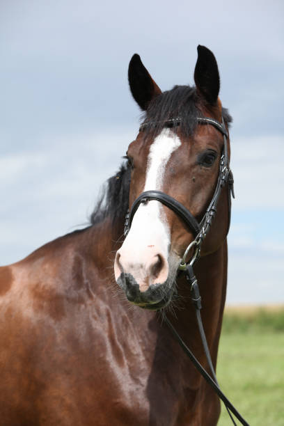 istock Amazing brown horse 1270371856