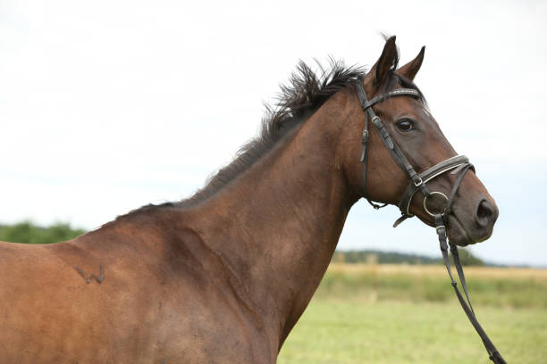 istock Nice brown purebred horse 1270371864