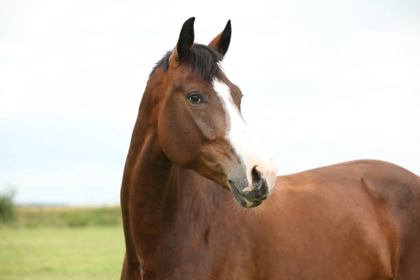 istock Amazing brown horse 1270371925