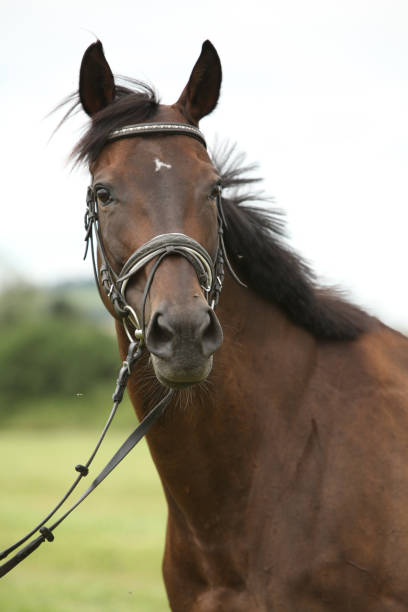 istock Nice brown purebred horse 1270371936