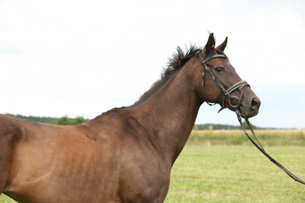 istock Nice brown purebred horse 1270371939