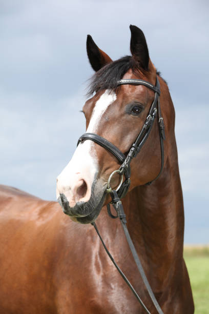 istock Amazing brown horse 1270371963