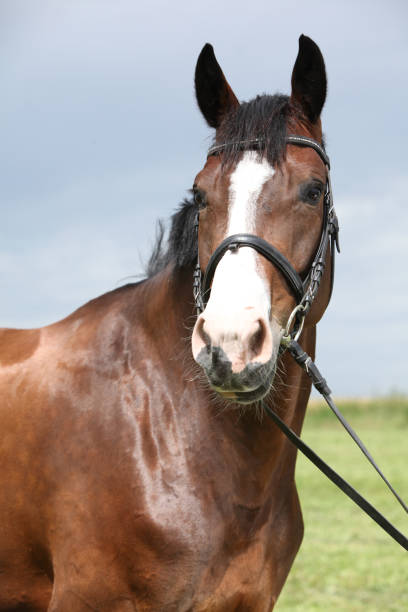 istock Amazing brown horse 1270371986
