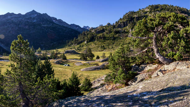istock Mountain pine tree close up in european mediterranean forest in High Pyrenees mountain range, France 1270372217