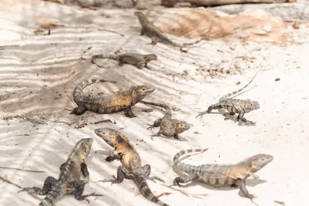 Photo of large group of giant iguanas on Isla Iguana