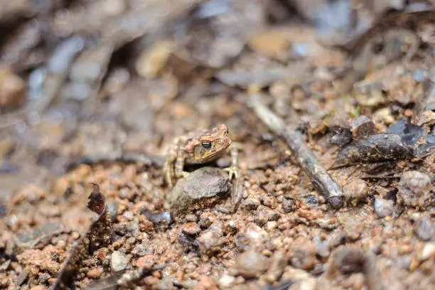 Photo of macro photography of frog camouflaged in brown soil with stones