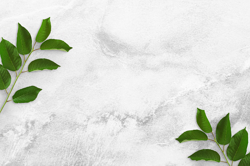 Two tree branches with green leaves at the edges on a concrete table. Old white and gray concrete background. Advertising board, poster mockup for your design. Flat lay, top view, copy space
