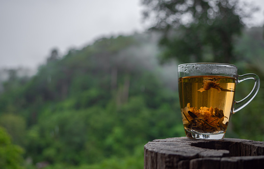hot teacup on old log with lush green jungle background, mist and gray sky in rainy cool morning, copy-space.