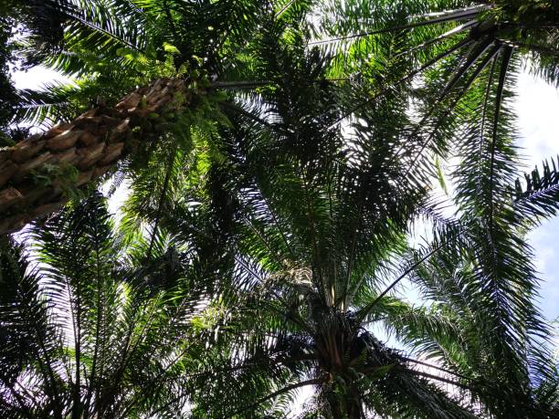 istock palm leaves against fresh sky. sunlight is shining over coconut forest. 1270377372