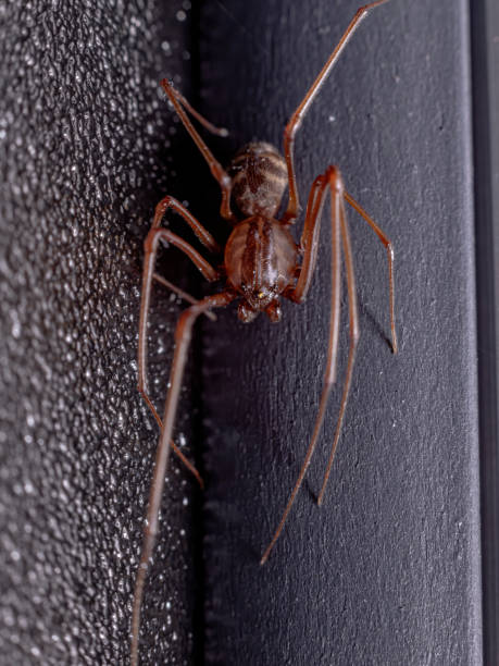 istock Spitting Spider of the Genus Scytodes 1270377605