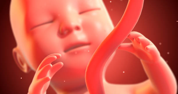 istock Human Baby Fetus Sleeping Peacefully Then Kicking. 3D Illustration Render 1270378745