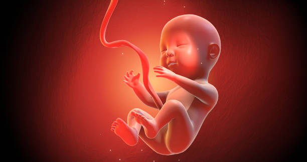 Human Baby Fetus Inside Of A Womb Ready To Give Birth 3d Illustration  Render Stock Photo - Download Image Now - iStock
