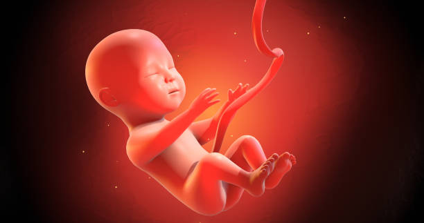 istock Human Baby Fetus Embryo Sleeping Peacefully. 3D Illustration Render 1270378792