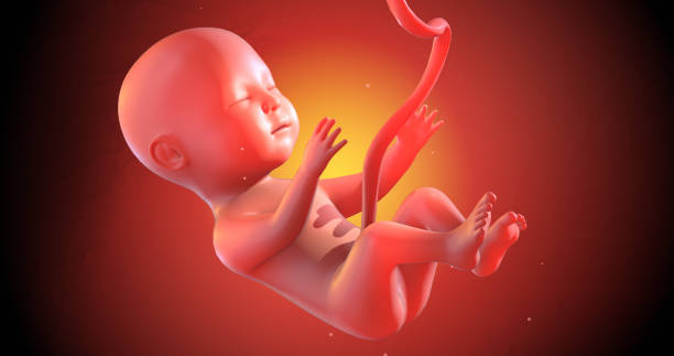istock Human Baby Fetus Embryo Sleeping Peacefully. 3D Illustration Render 1270379916