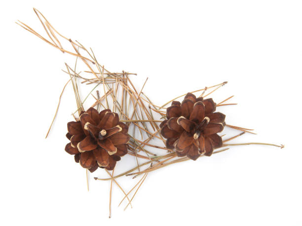 istock Pine cones and  needles isolated on white background, top view. 1270380245